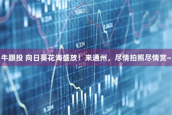 牛跟投 向日葵花海盛放!来通州,尽情拍照尽情赏~